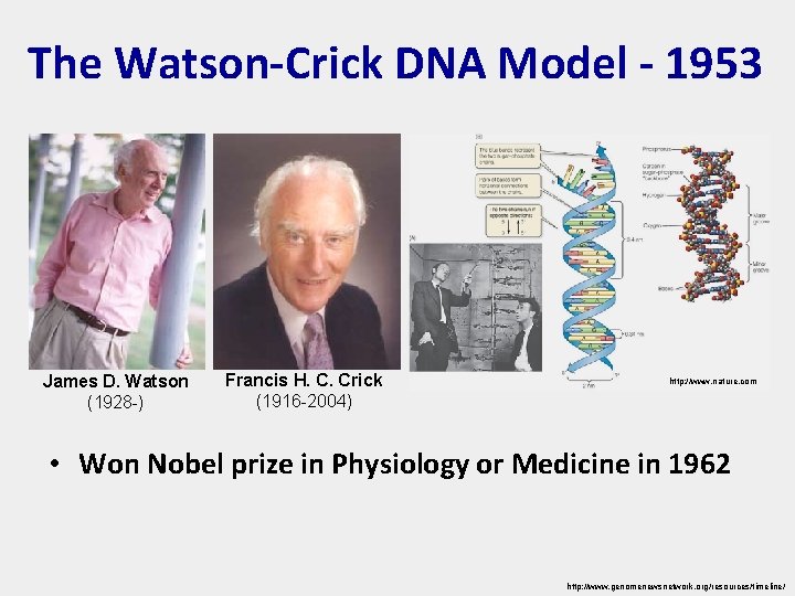 The Watson-Crick DNA Model - 1953 James D. Watson (1928 -) Francis H. C.