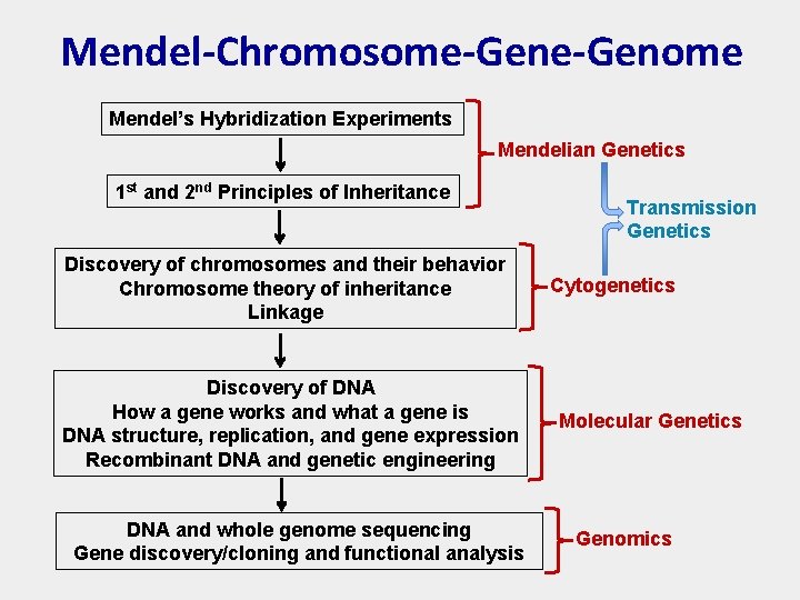 Mendel-Chromosome-Genome Mendel’s Hybridization Experiments Mendelian Genetics 1 st and 2 nd Principles of Inheritance