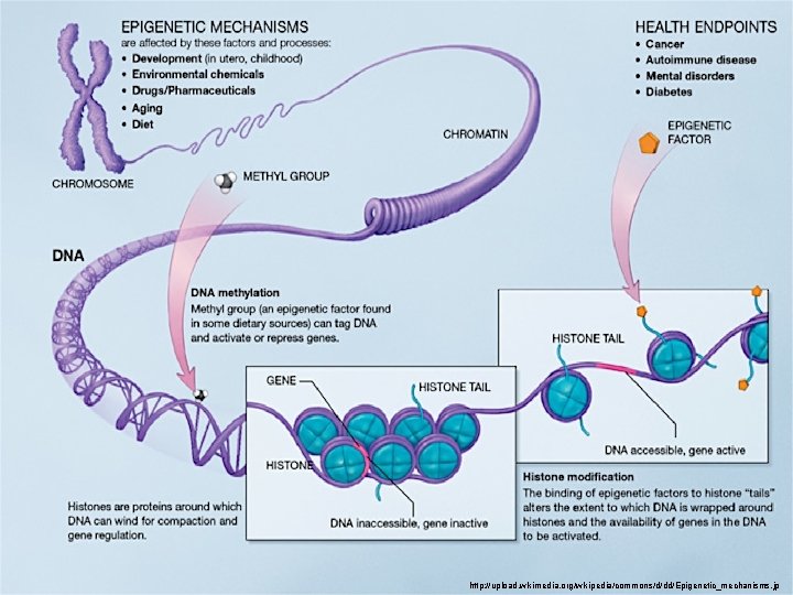 http: //upload. wikimedia. org/wikipedia/commons/d/dd/Epigenetic_mechanisms. jp 
