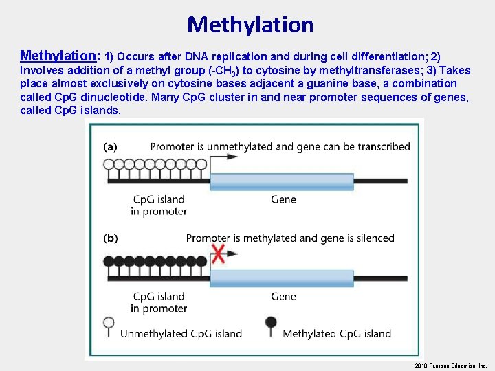 Methylation: 1) Occurs after DNA replication and during cell differentiation; 2) Involves addition of