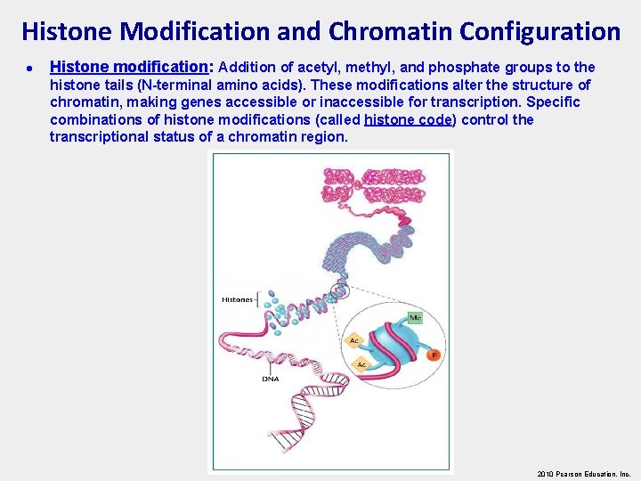Histone Modification and Chromatin Configuration l Histone modification: Addition of acetyl, methyl, and phosphate
