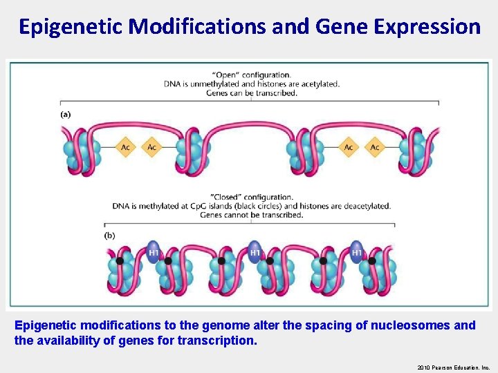 Epigenetic Modifications and Gene Expression Epigenetic modifications to the genome alter the spacing of