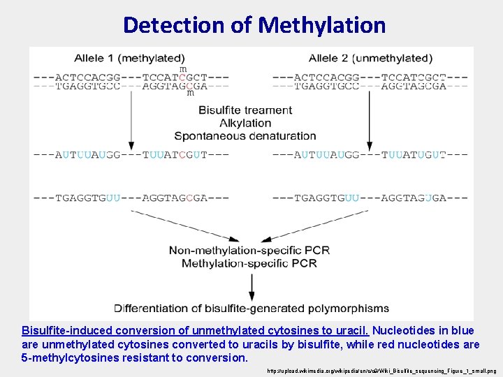 Detection of Methylation Bisulfite-induced conversion of unmethylated cytosines to uracil. Nucleotides in blue are