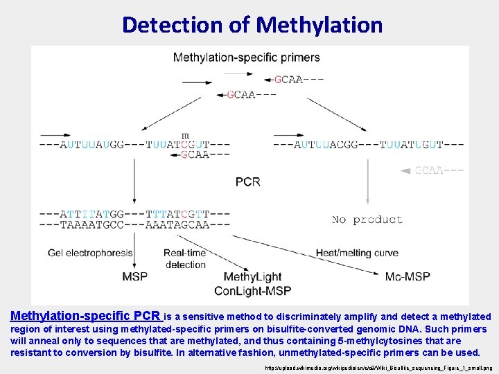 Detection of Methylation-specific PCR is a sensitive method to discriminately amplify and detect a