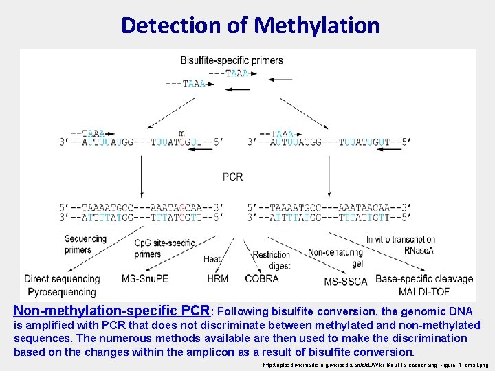 Detection of Methylation Non-methylation-specific PCR: Following bisulfite conversion, the genomic DNA is amplified with