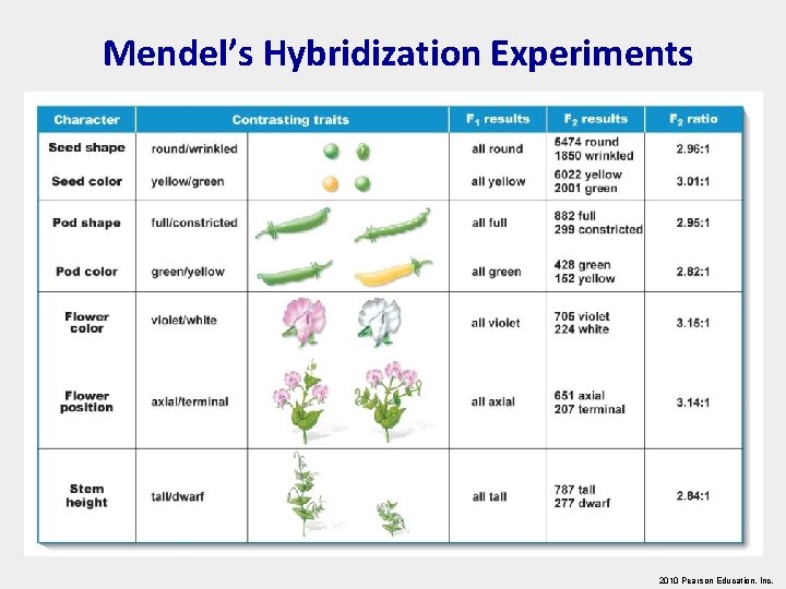Mendel’s Hybridization Experiments 2010 Pearson Education, Inc. 