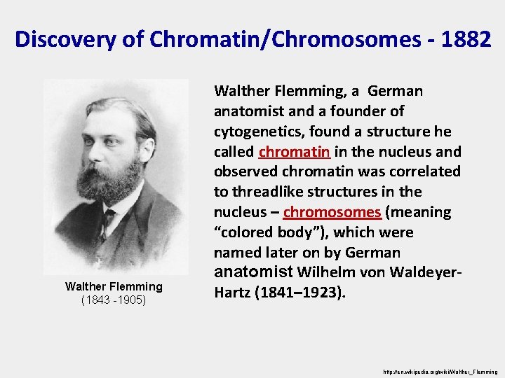 Discovery of Chromatin/Chromosomes - 1882 Walther Flemming (1843 -1905) Walther Flemming, a German anatomist