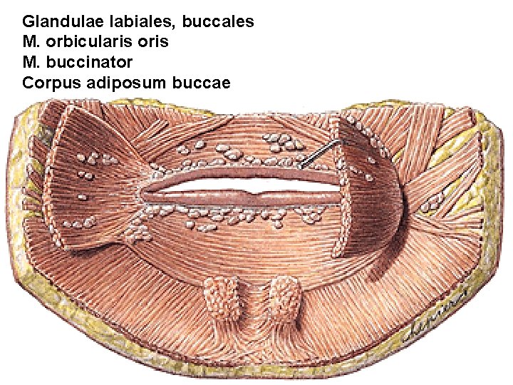 Glandulae labiales, buccales M. orbicularis oris M. buccinator Corpus adiposum buccae 