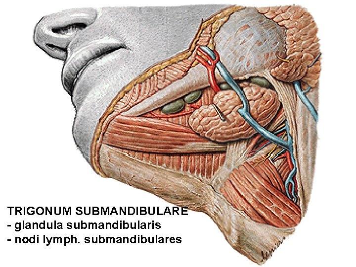 TRIGONUM SUBMANDIBULARE - glandula submandibularis - nodi lymph. submandibulares 