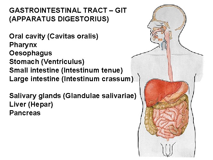 GASTROINTESTINAL TRACT – GIT (APPARATUS DIGESTORIUS) Oral cavity (Cavitas oralis) Pharynx Oesophagus Stomach (Ventriculus)