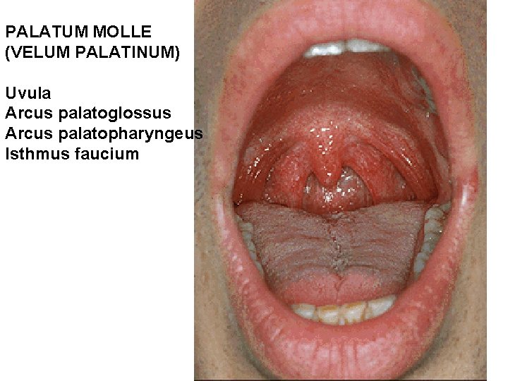 PALATUM MOLLE (VELUM PALATINUM) Uvula Arcus palatoglossus Arcus palatopharyngeus Isthmus faucium 