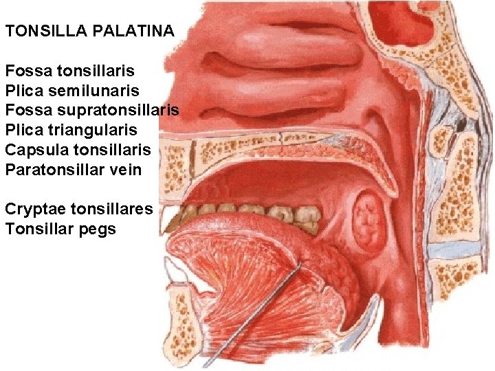 TONSILLA PALATINA Fossa tonsillaris Plica semilunaris Fossa supratonsillaris Plica triangularis Capsula tonsillaris Paratonsillar vein