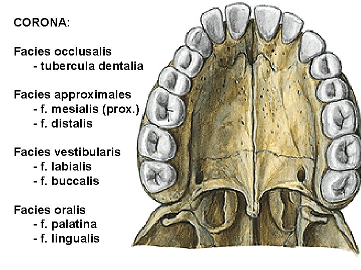 CORONA: Facies occlusalis - tubercula dentalia Facies approximales - f. mesialis (prox. ) -