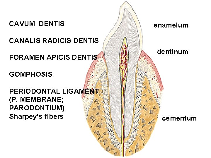 CAVUM DENTIS enamelum CANALIS RADICIS DENTIS FORAMEN APICIS DENTIS dentinum GOMPHOSIS PERIODONTAL LIGAMENT (P.