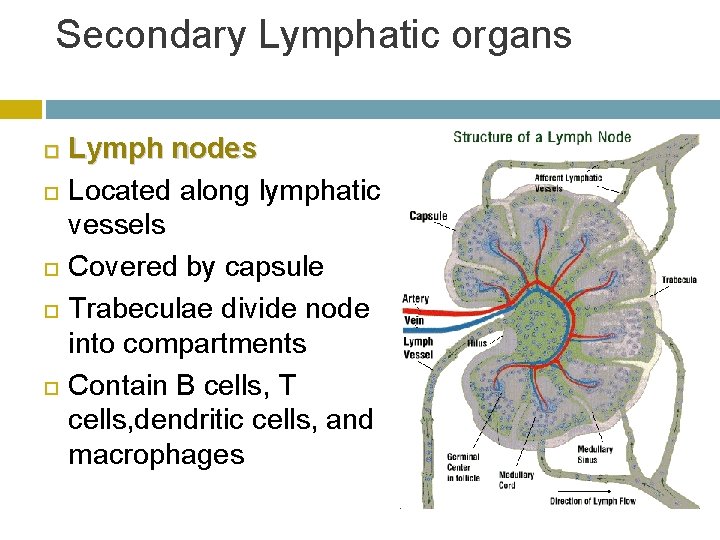 Secondary Lymphatic organs Lymph nodes Located along lymphatic vessels Covered by capsule Trabeculae divide