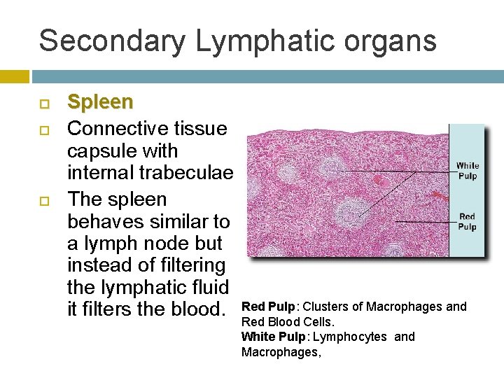 Secondary Lymphatic organs Spleen Connective tissue capsule with internal trabeculae The spleen behaves similar