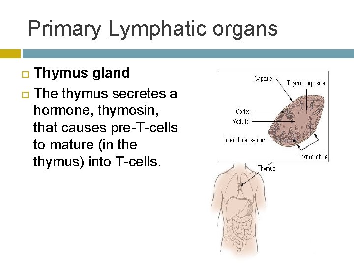 Primary Lymphatic organs Thymus gland The thymus secretes a hormone, thymosin, that causes pre-T-cells