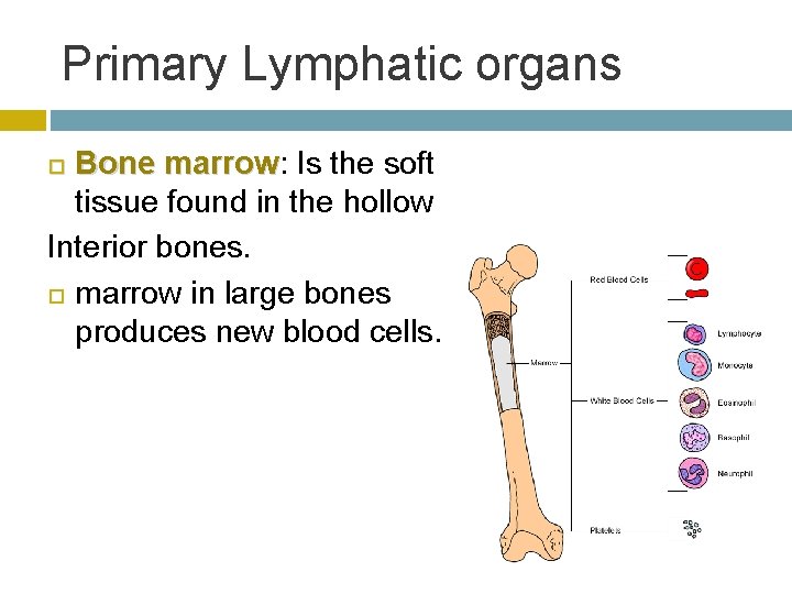 Primary Lymphatic organs Bone marrow: marrow Is the soft tissue found in the hollow