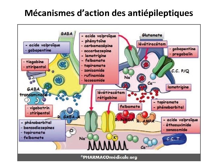 Mécanismes d’action des antiépileptiques 