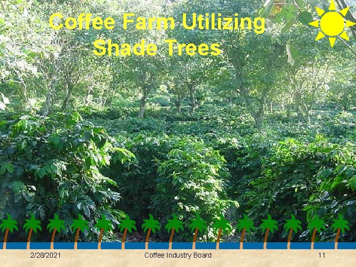Coffee Farm Utilizing Shade Trees 2/28/2021 Coffee Industry Board 11 