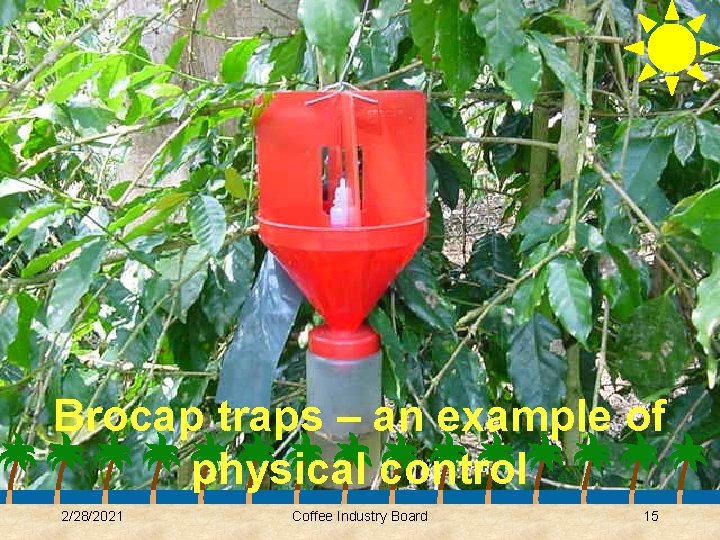Brocap traps – an example of physical control 2/28/2021 Coffee Industry Board 15 