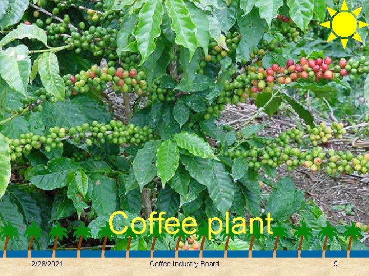 Coffee plant 2/28/2021 Coffee Industry Board 5 