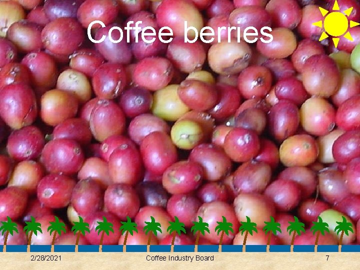 Coffee berries 2/28/2021 Coffee Industry Board 7 