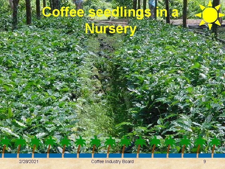 Coffee seedlings in a Nursery 2/28/2021 Coffee Industry Board 9 