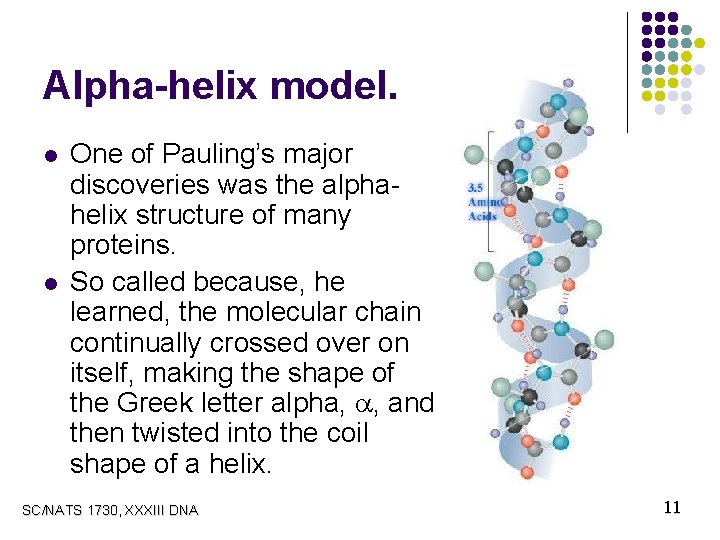 Alpha-helix model. l l One of Pauling’s major discoveries was the alphahelix structure of