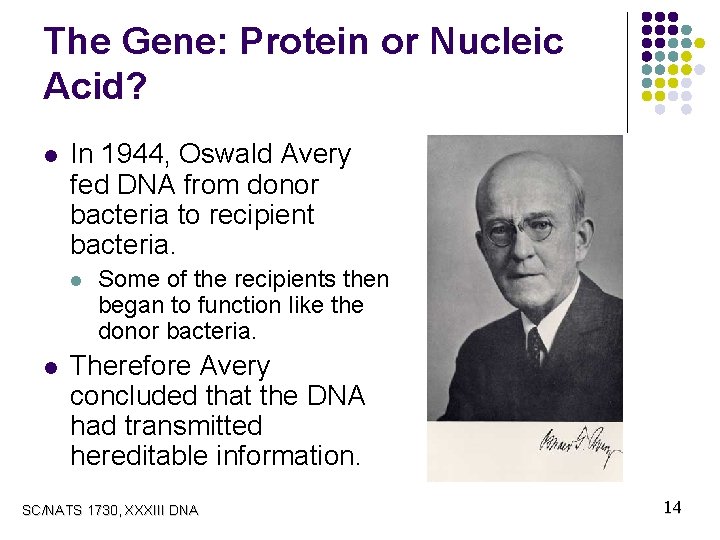 The Gene: Protein or Nucleic Acid? l In 1944, Oswald Avery fed DNA from