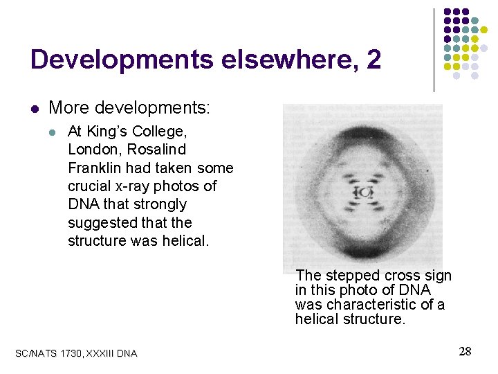 Developments elsewhere, 2 l More developments: l At King’s College, London, Rosalind Franklin had