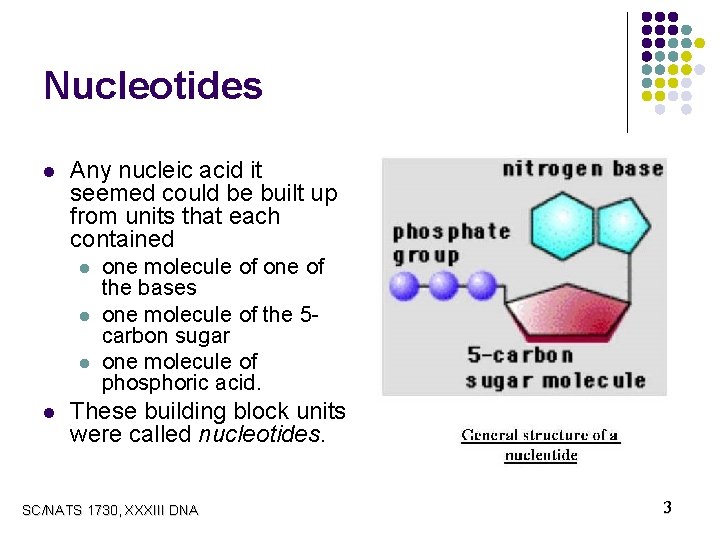 Nucleotides l Any nucleic acid it seemed could be built up from units that