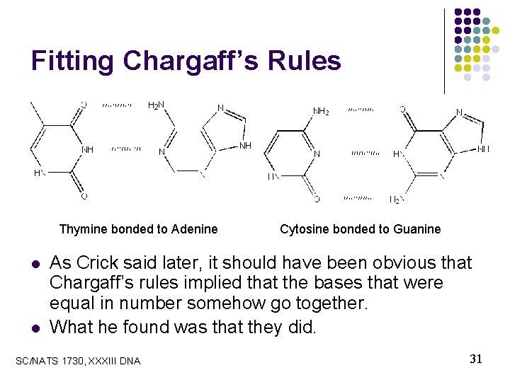 Fitting Chargaff’s Rules l. Thymine l l bonded to Adenine l. Cytosine bonded to