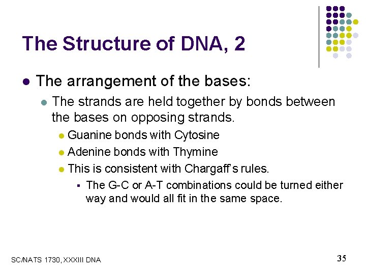 The Structure of DNA, 2 l The arrangement of the bases: l The strands