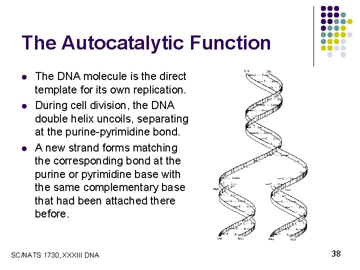 The Autocatalytic Function l l l The DNA molecule is the direct template for