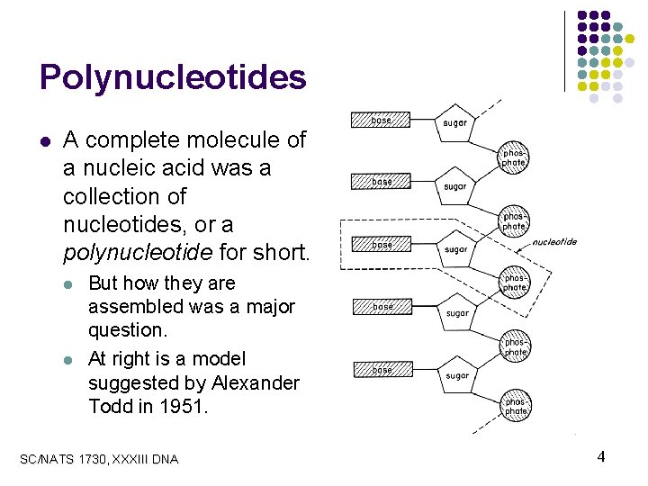Polynucleotides l A complete molecule of a nucleic acid was a collection of nucleotides,