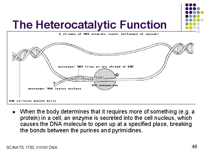 The Heterocatalytic Function l When the body determines that it requires more of something