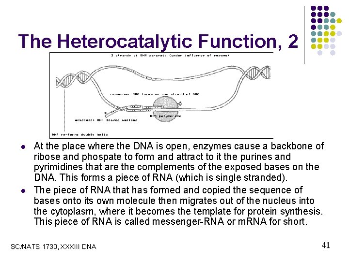 The Heterocatalytic Function, 2 l l At the place where the DNA is open,