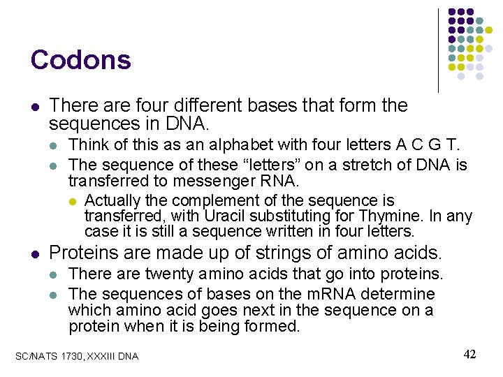 Codons l There are four different bases that form the sequences in DNA. l