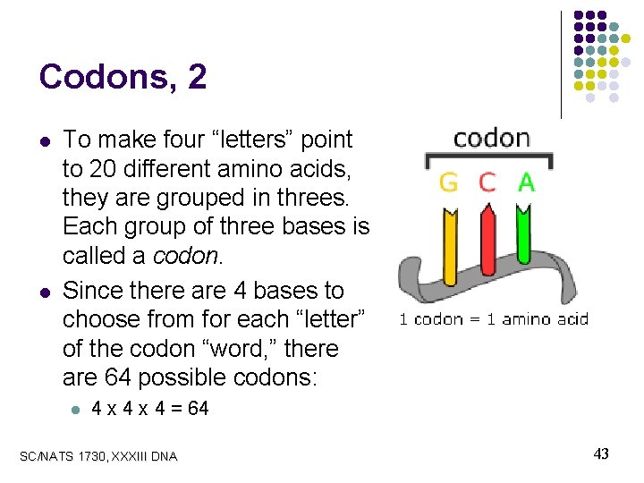 Codons, 2 l l To make four “letters” point to 20 different amino acids,