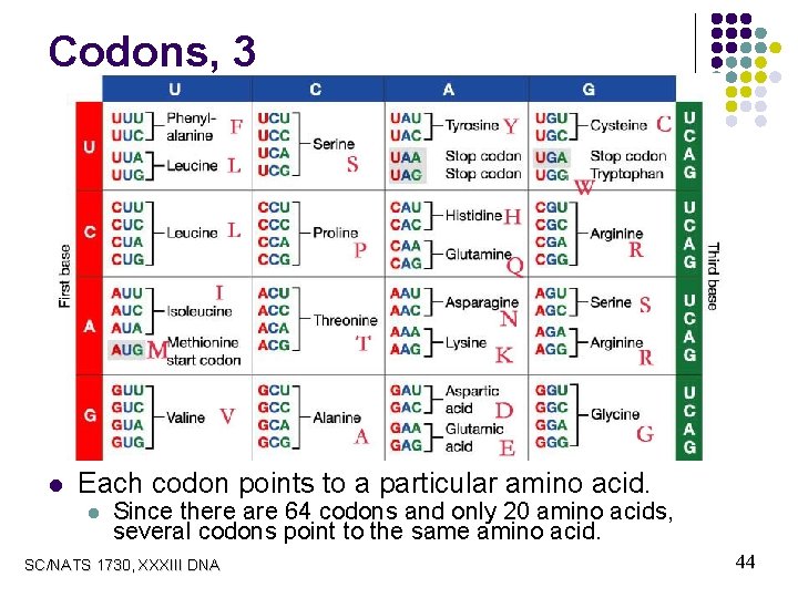 Codons, 3 l Each codon points to a particular amino acid. l Since there