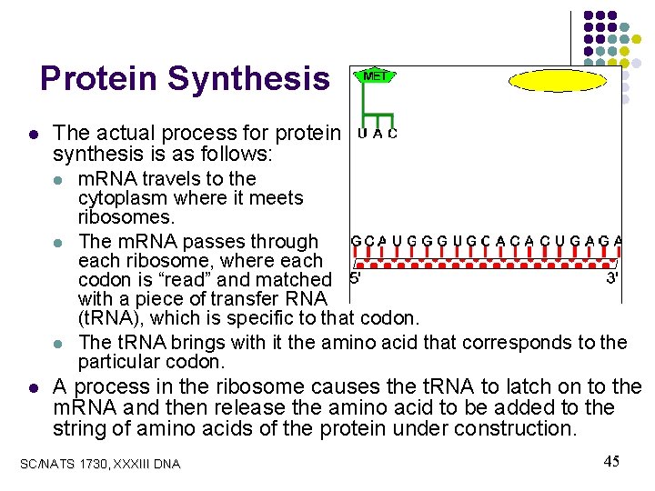 Protein Synthesis l The actual process for protein synthesis is as follows: l l