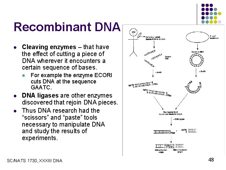 Recombinant DNA l Cleaving enzymes – that have the effect of cutting a piece
