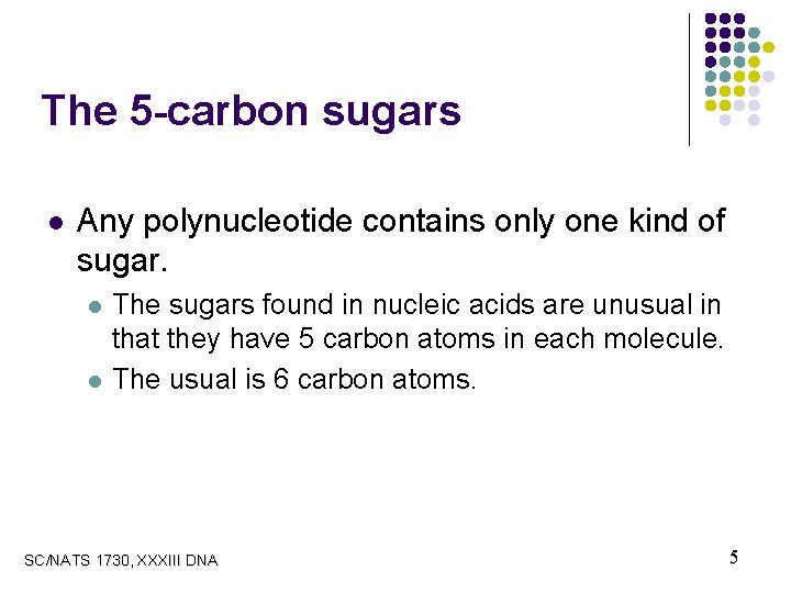The 5 -carbon sugars l Any polynucleotide contains only one kind of sugar. l