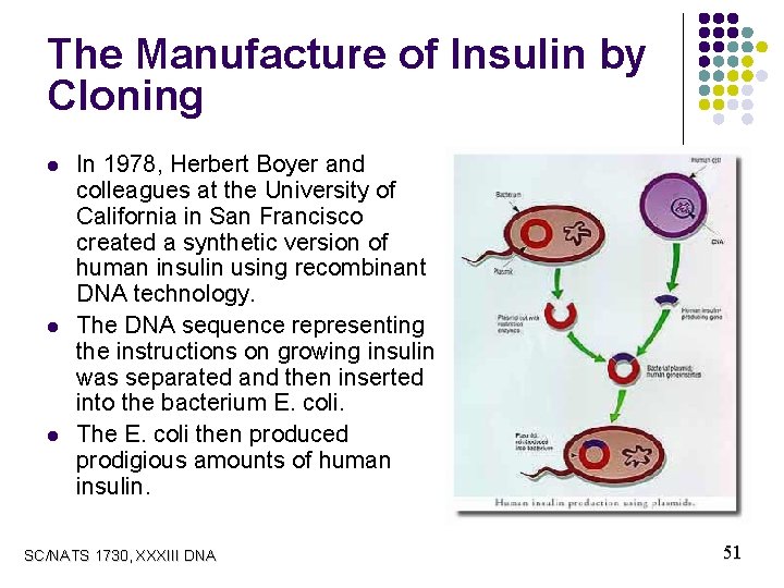The Manufacture of Insulin by Cloning l l l In 1978, Herbert Boyer and