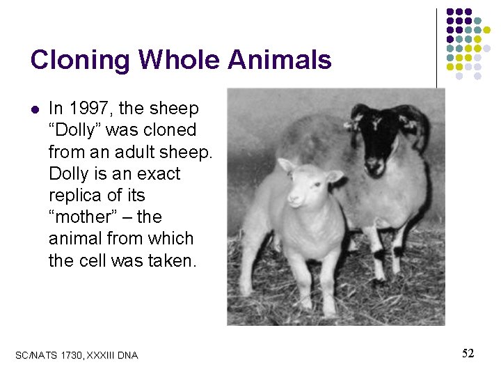 Cloning Whole Animals l In 1997, the sheep “Dolly” was cloned from an adult