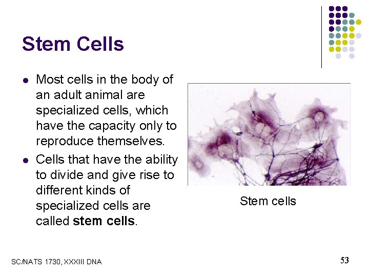 Stem Cells l l Most cells in the body of an adult animal are