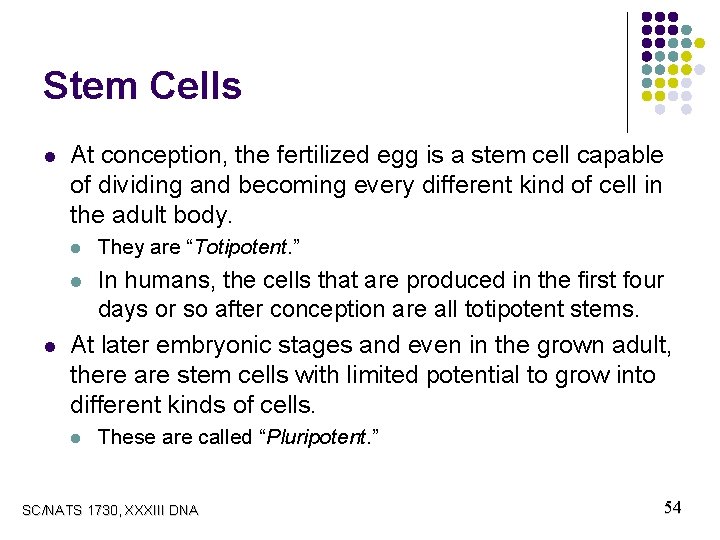 Stem Cells l At conception, the fertilized egg is a stem cell capable of