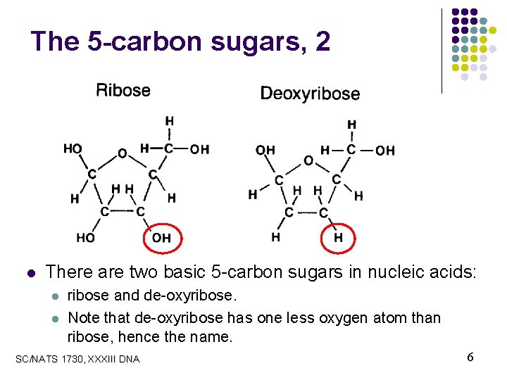 The 5 -carbon sugars, 2 l There are two basic 5 -carbon sugars in