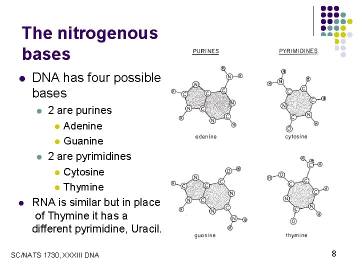 The nitrogenous bases l DNA has four possible bases 2 are purines l Adenine